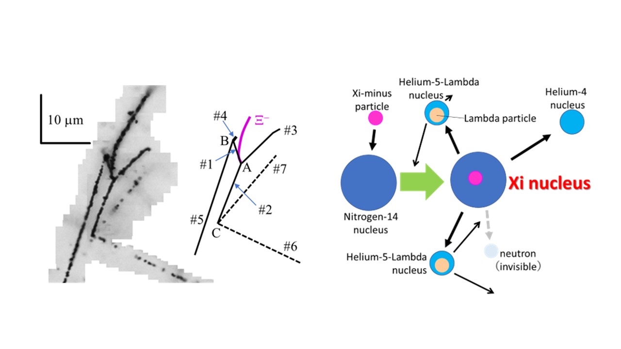 Internal structure of the Xi nucleus finally observed