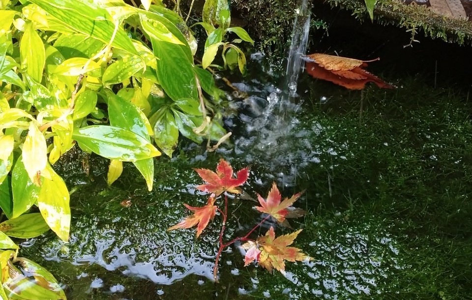 KEKの北、筑波山の麓にある椎尾山薬王院の池。池のメダカたちは水の存在を感じているのでしょうか。（2020年11月19日　写真撮影：MITSUKO）